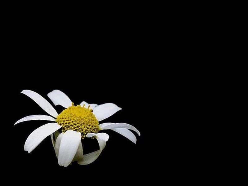 White Daisy Flower — Minimalist