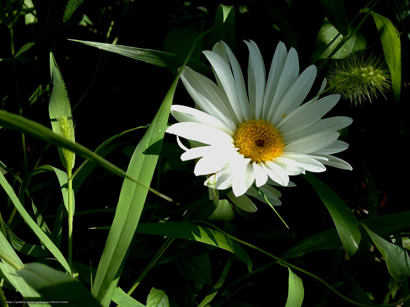 White Daisy Flower — Natural, Afternoon, Photograph