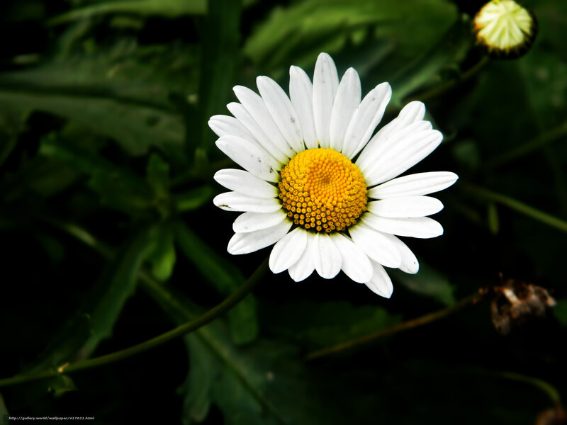 White Daisy Flower — Natural, Photograph