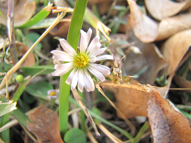 White Daisy Flower — Natural