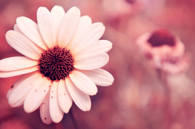 White Daisy Flower — Pink