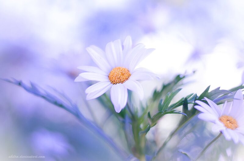 White Daisy Flower — Purple, Serene, Photograph