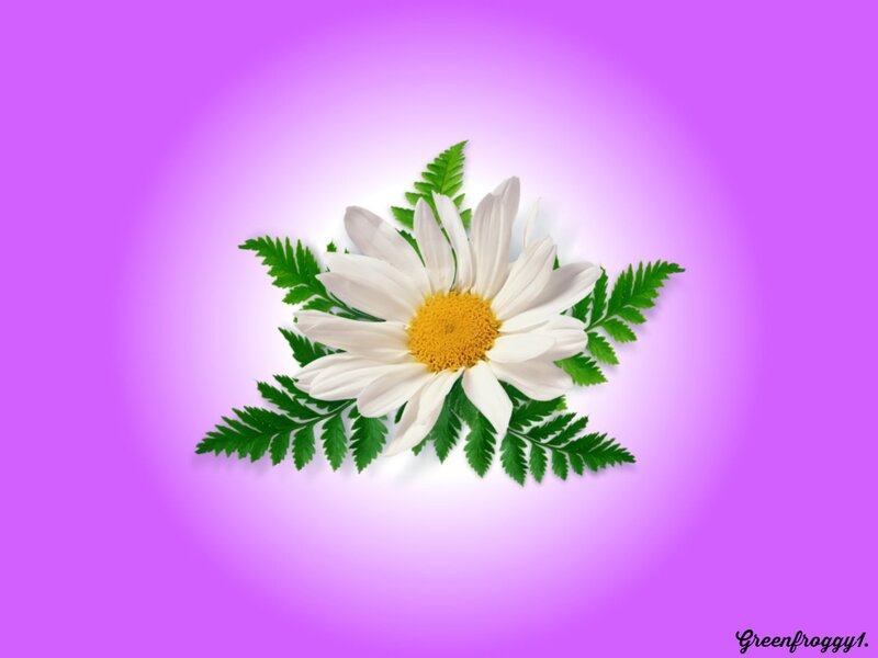 White Daisy Flower — Purple, Serene