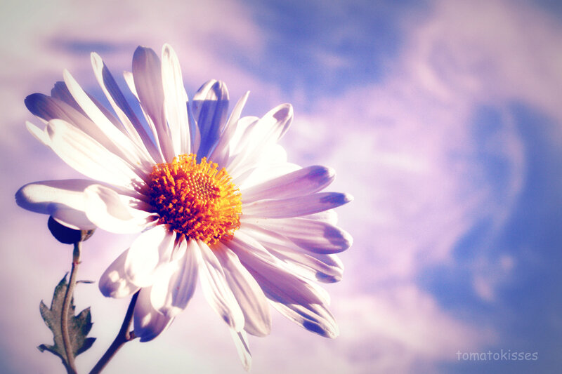 White Daisy Flower — Purple