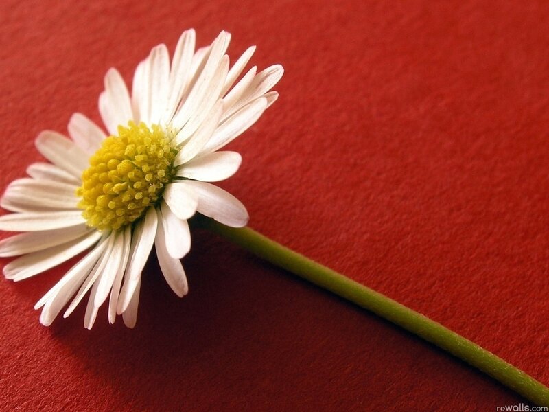 White Daisy Flower — Red