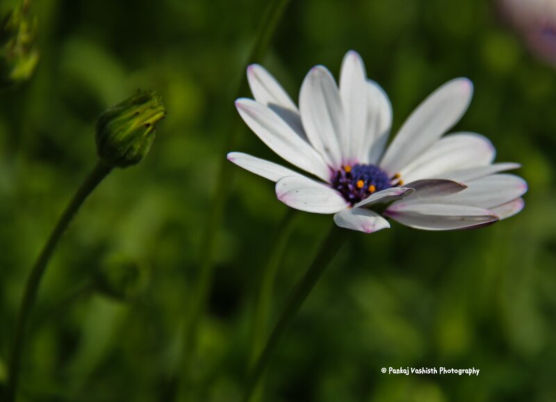 White Daisy Flower — Serene, Afternoon, Photograph, Bud