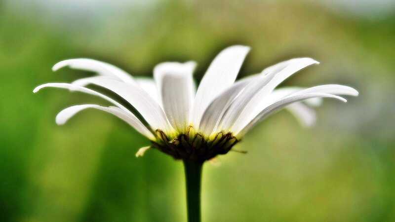 White Daisy Flower — Serene, Afternoon, Photograph, Green Grass, Stem