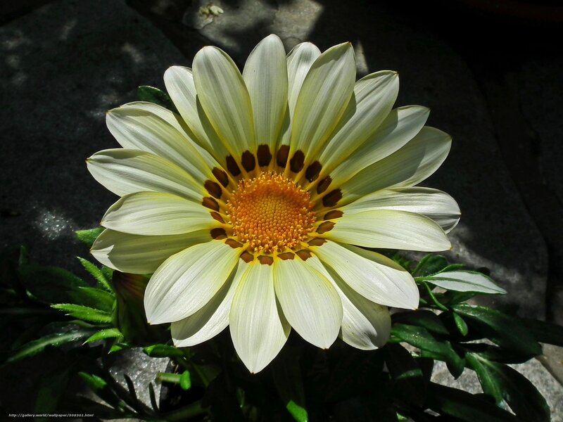 White Daisy Flower — Serene, Afternoon, Photograph, Green Leaves, Stone