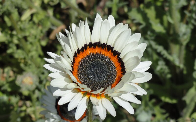 White Daisy Flower — Serene, Afternoon, Photograph, Green Leaves, Sunlight, Orange