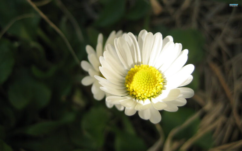 White Daisy Flower — Serene, Afternoon, Photograph, Green Leaves, Sunlight