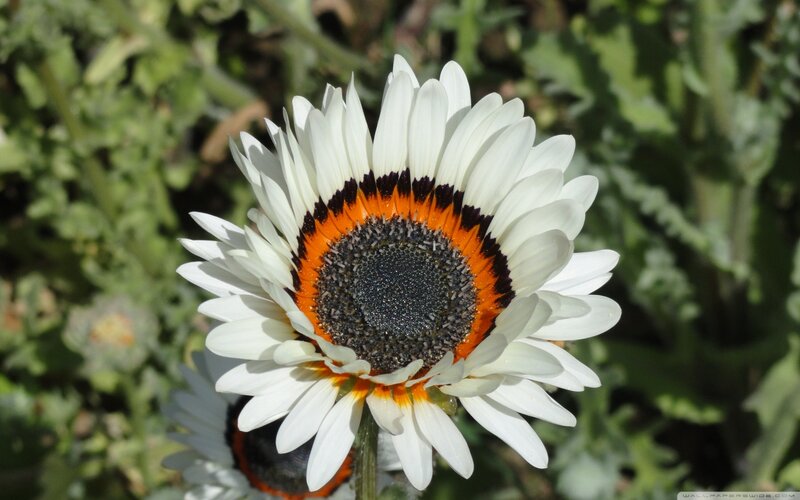 White Daisy Flower — Serene, Afternoon, Photograph, Green Leaves