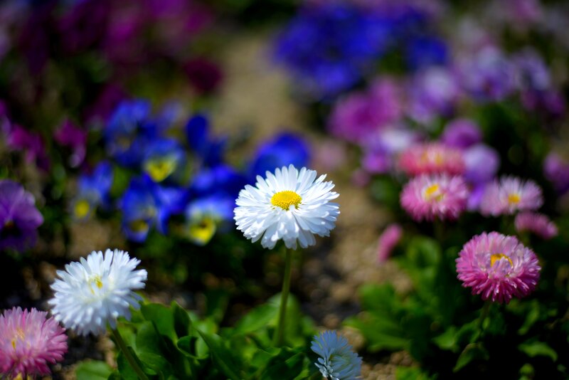 White Daisy Flower — Serene, Afternoon, Photograph, Pink Flowers
