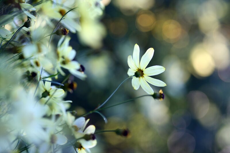 White Daisy Flower — Serene, Afternoon, Photograph, Stem, Background