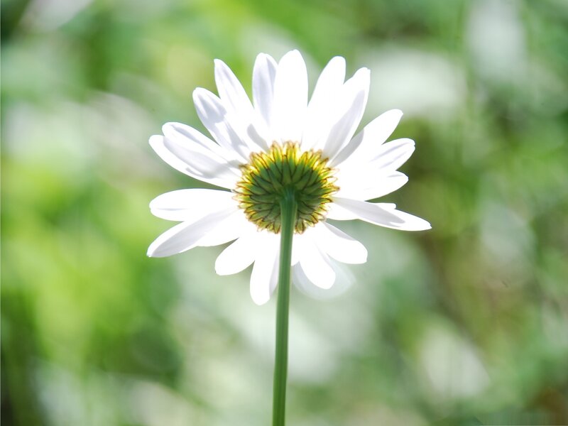 White Daisy Flower — Serene, Afternoon, Photograph, Stem, Greenery
