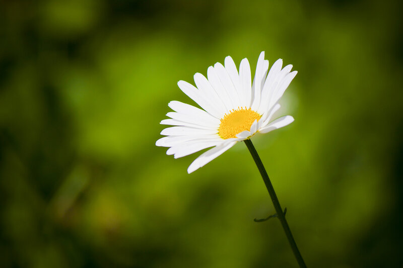 White Daisy Flower — Serene, Afternoon, Photograph, Stem