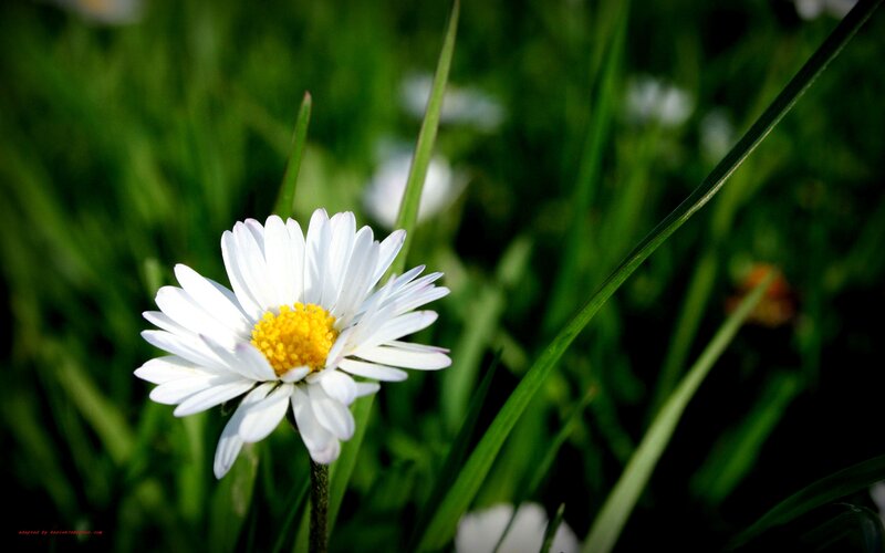 White Daisy Flower — Serene, Afternoon, Photograph