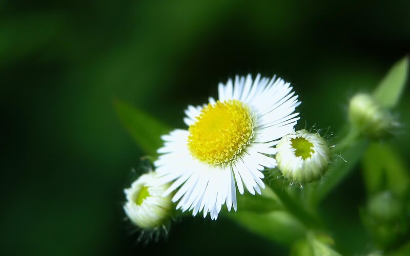 White Daisy Flower — Serene, Afternoon, Photograph, Yellow Center, Green Leaves, Flower Buds, Yellow, Green