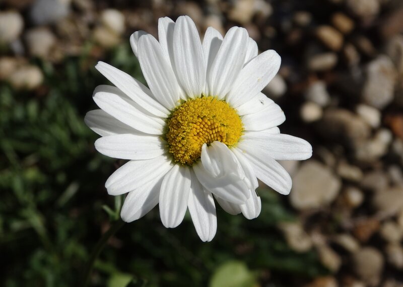 White Daisy Flower — Serene, Afternoon, Photograph, Yellow Center, Green Leaves, Pebbles