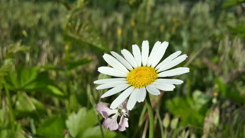 White Daisy Flower — Serene, Afternoon, Photograph, Yellow Center, Green Leaves, Pink Flower