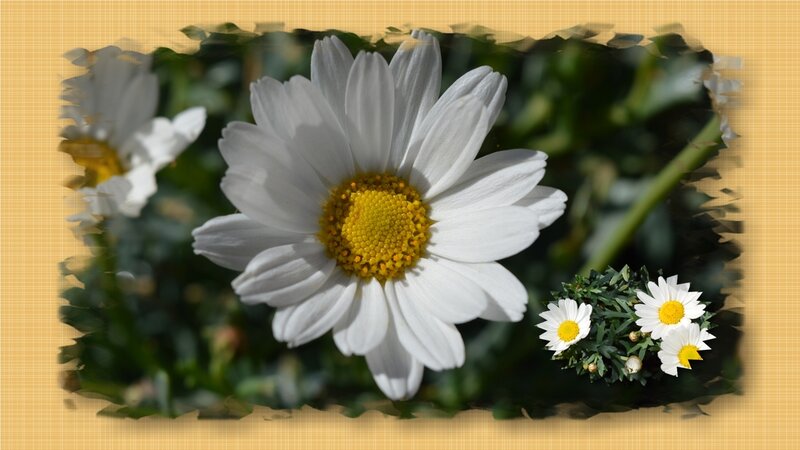 White Daisy Flower — Serene, Afternoon, Photograph, Yellow Center, Green Leaves, Smaller Flowers