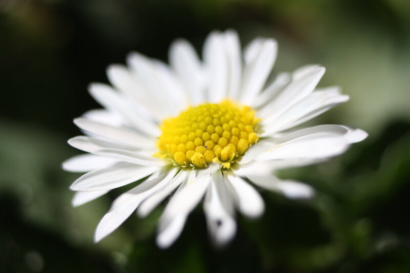 White Daisy Flower — Serene, Afternoon, Photograph, Yellow Center, Green Leaves