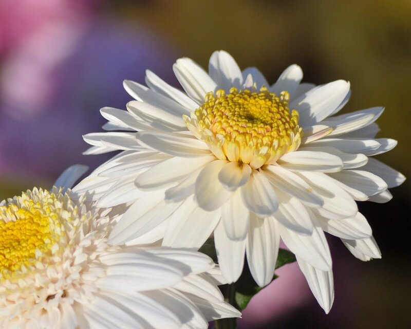 White Daisy Flower — Serene, Afternoon, Photograph, Yellow Center, Green Stem