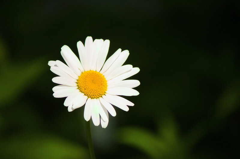 White Daisy Flower — Serene, Afternoon, Photograph, Yellow Center