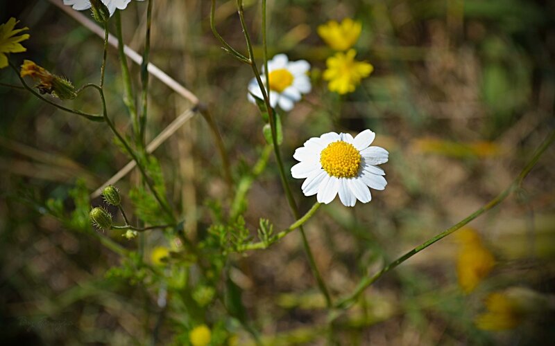 White Daisy Flower — Serene, Afternoon, Photograph, Yellow Flowers