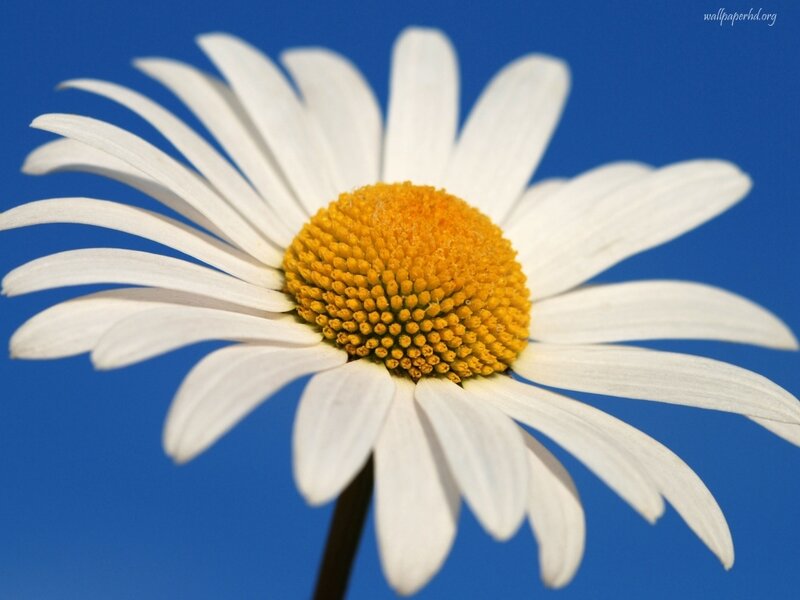 White Daisy Flower — Serene, Afternoon