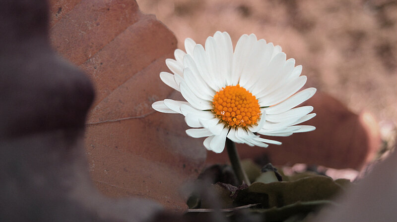 White Daisy Flower — Serene, Autumn