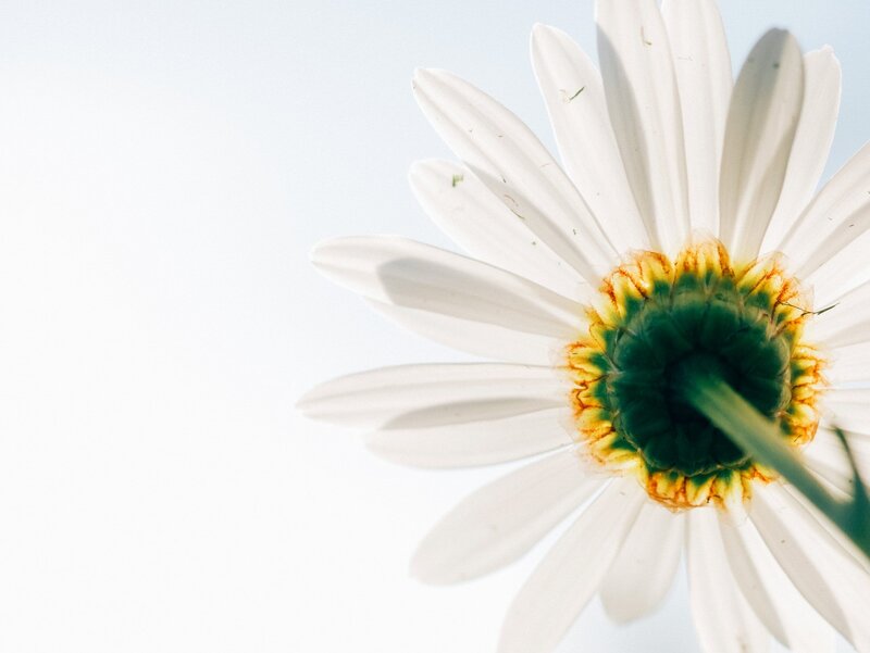 White Daisy Flower — Serene, Morning, Photograph, Stem