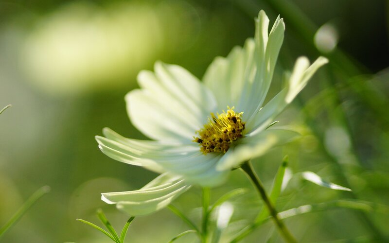 White Daisy Flower — Serene, Morning, Photograph