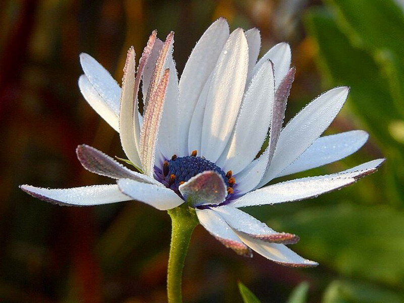 White Daisy Flower — Serene, Morning
