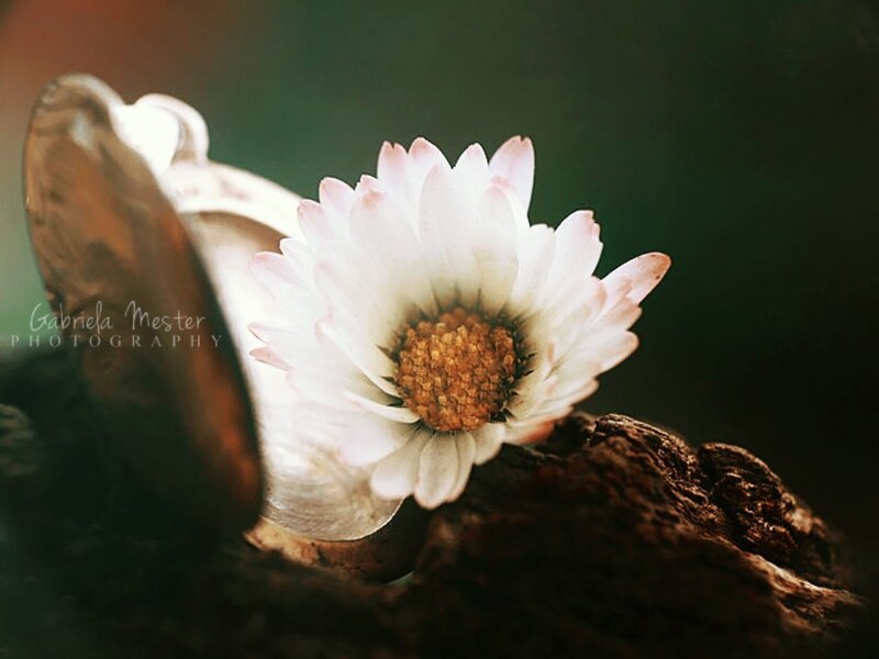 White Daisy Flower — Serene, Photograph, Driftwood