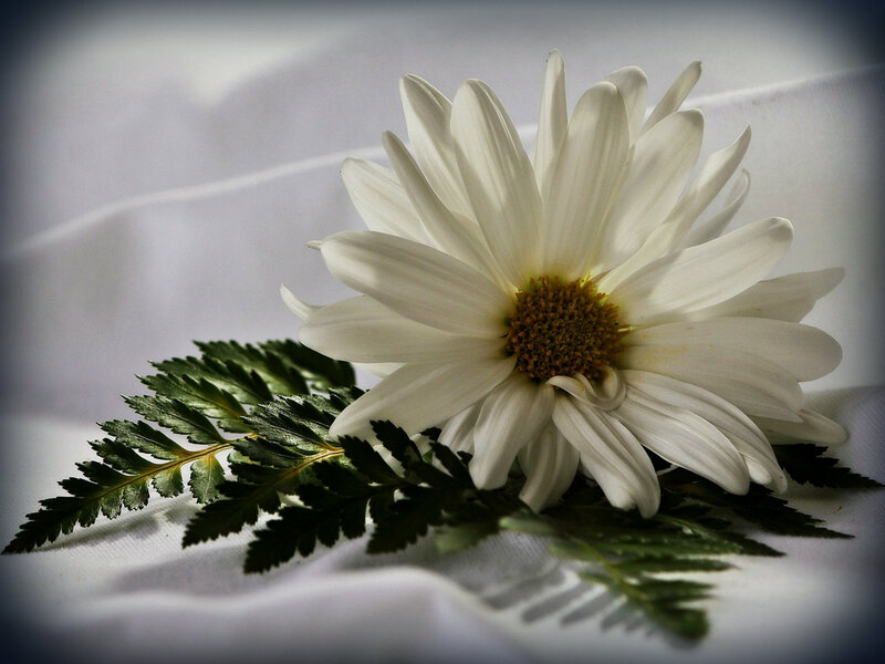 White Daisy Flower — Serene, Photograph, Fern Leaf