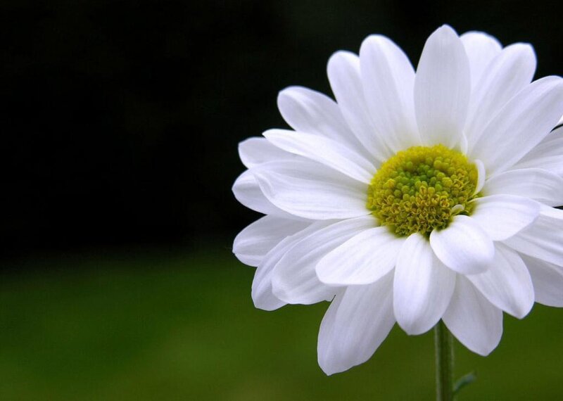 White Daisy Flower — Serene, Photograph, Green Grass