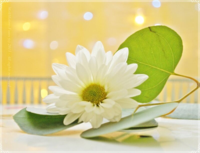 White Daisy Flower — Serene, Photograph, Green Leaf