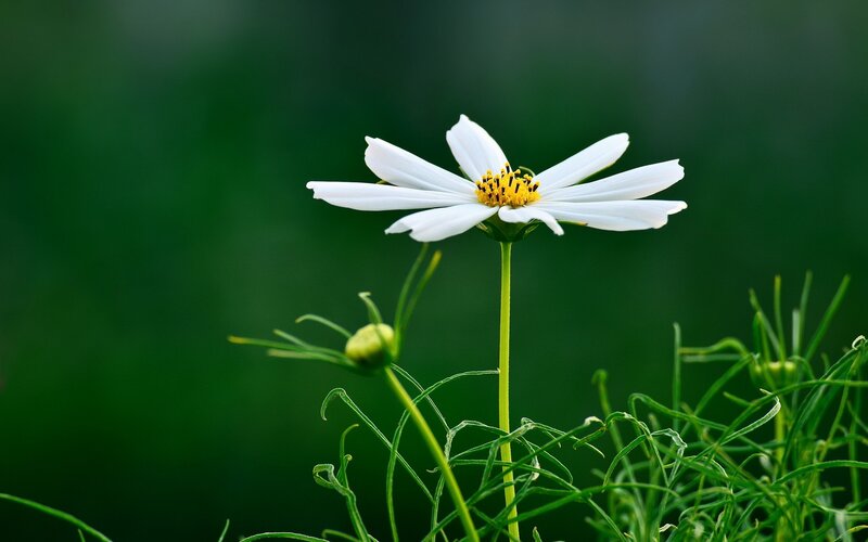 White Daisy Flower — Serene, Photograph, Green Stem