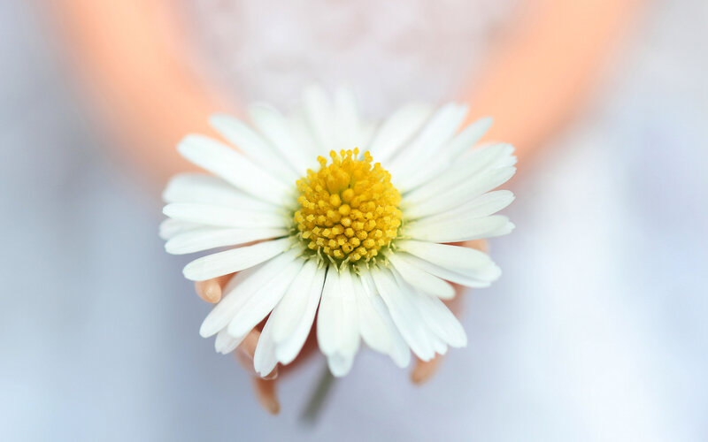 White Daisy Flower — Serene, Photograph, Hand