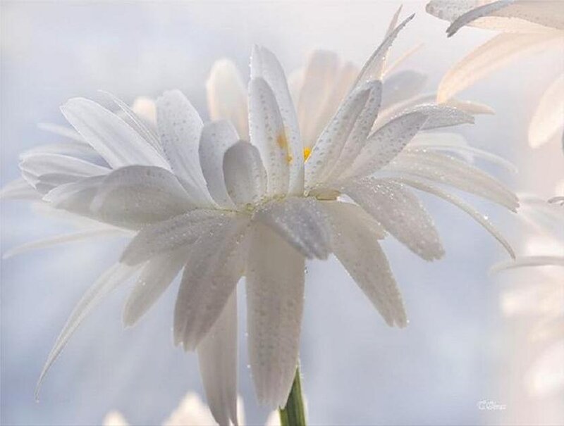 White Daisy Flower — Serene, Photograph, Petals