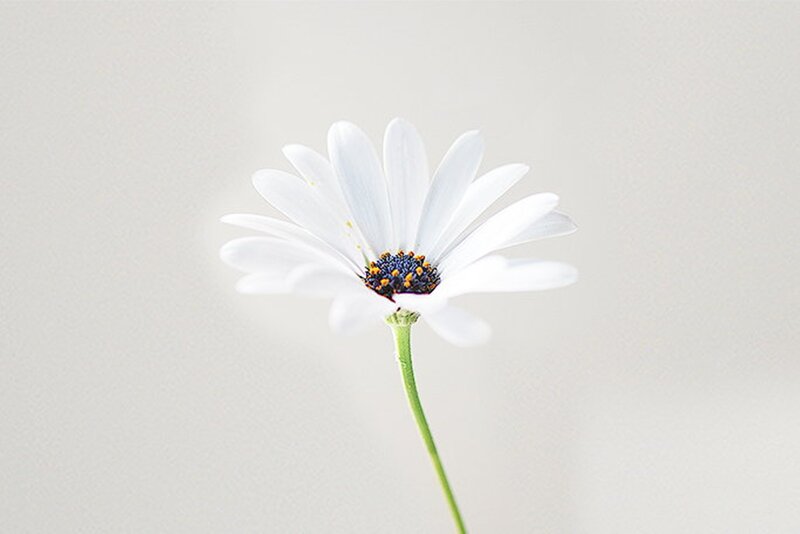 White Daisy Flower — Serene, Photograph, Stem, Center
