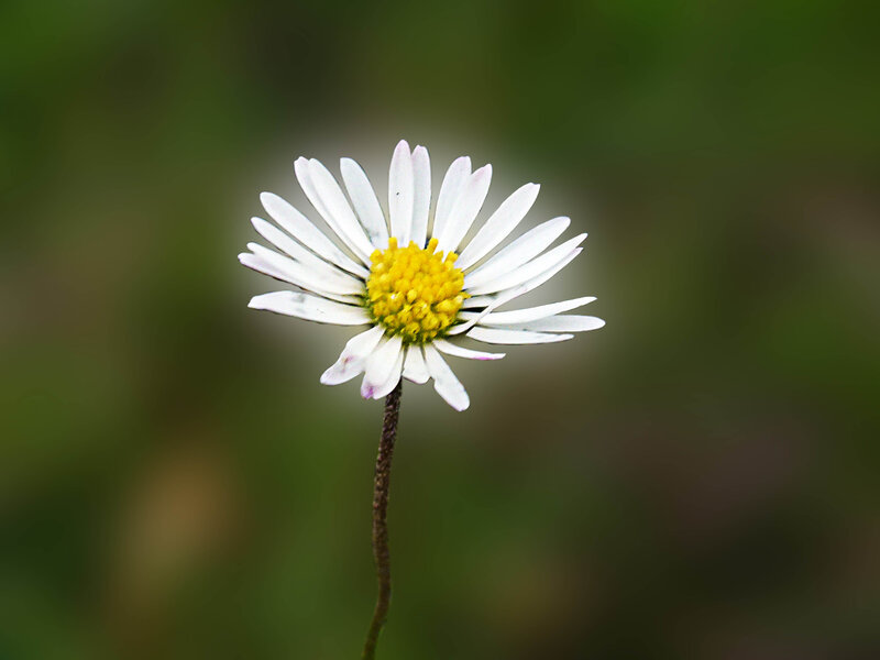 White Daisy Flower — Serene, Photograph, Stem, Green Background