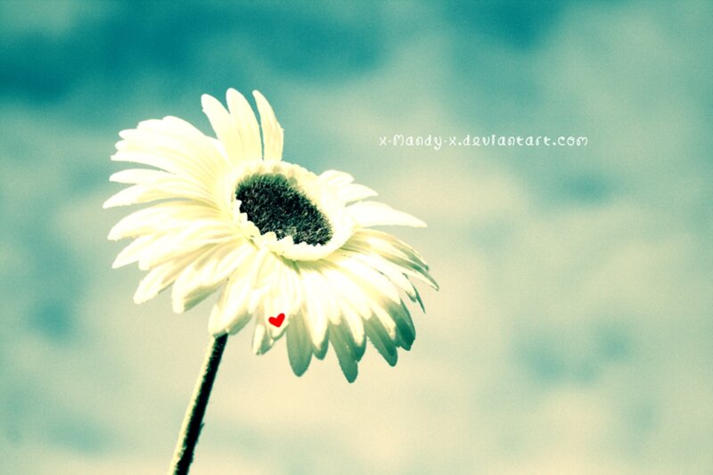 White Daisy Flower — Serene, Photograph, Stem, Heart