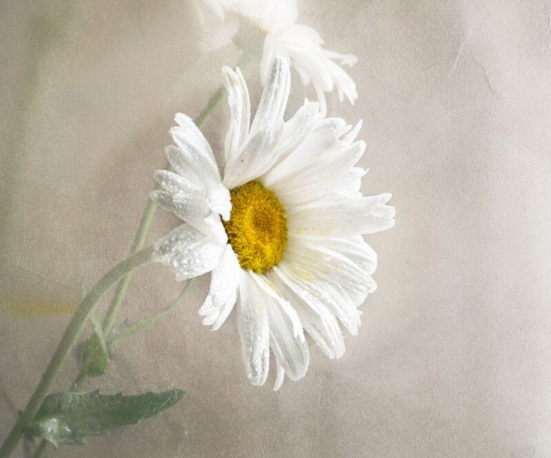 White Daisy Flower — Serene, Photograph, Stem, Leaf