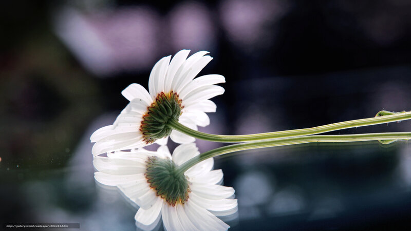 White Daisy Flower — Serene, Photograph, Stem, Reflection