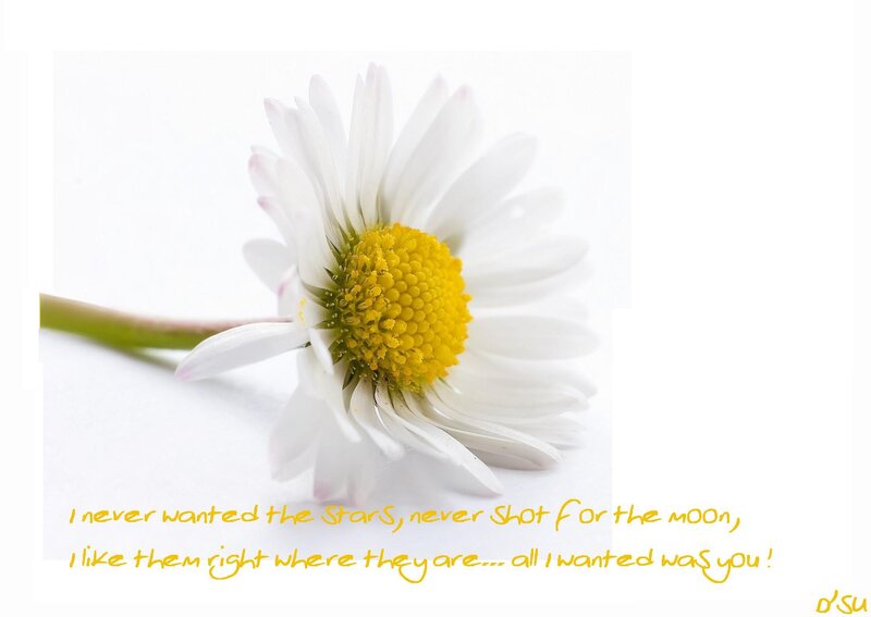 White Daisy Flower — Serene, Photograph, Stem