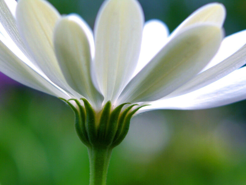 White Daisy Flower — Serene, Photograph