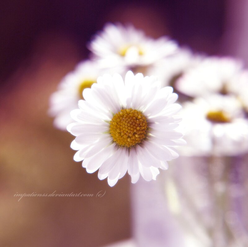 White Daisy Flower — Serene, Photograph, Vase