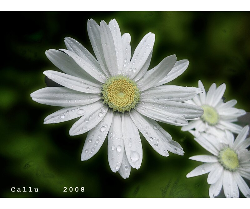 White Daisy Flower — Serene, Photograph, Water Droplets