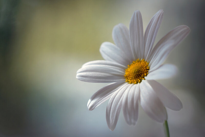 White Daisy Flower — Serene, Photograph, Yellow Center, Green Stem
